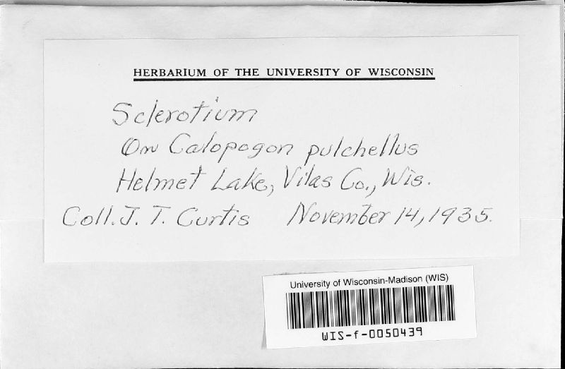 Sclerotium image