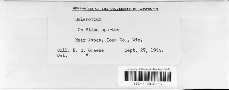 Sclerotium image