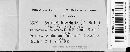 Image of Scutularia leucochaete