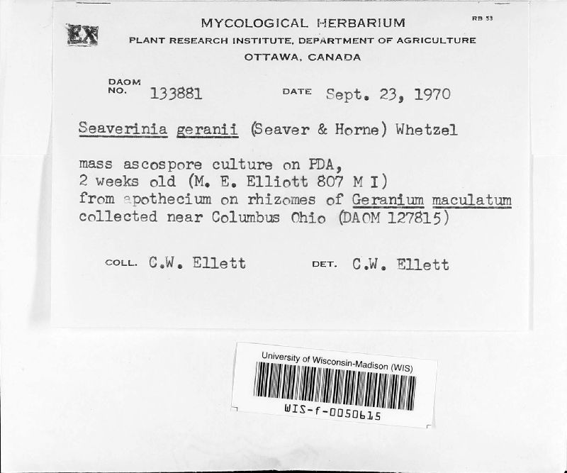 Seaverinia geranii image