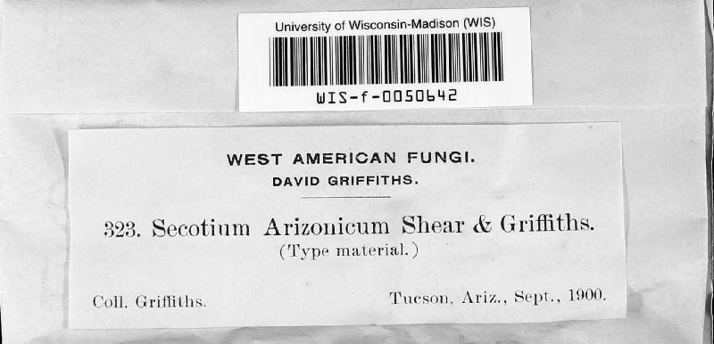 Secotium arizonicum image
