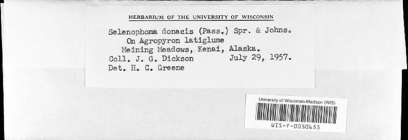 Selenophoma image