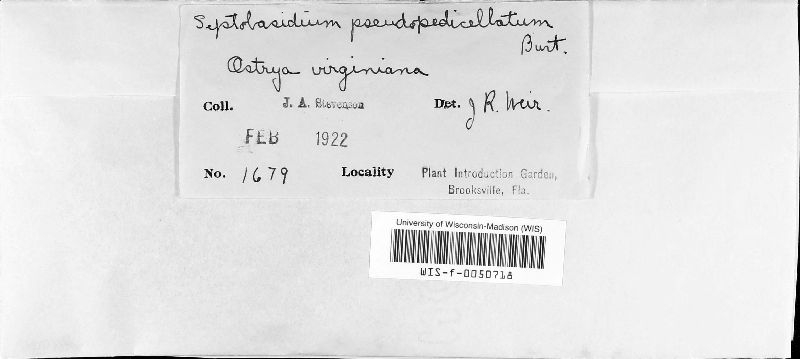 Septobasidium pseudopedicellatum image
