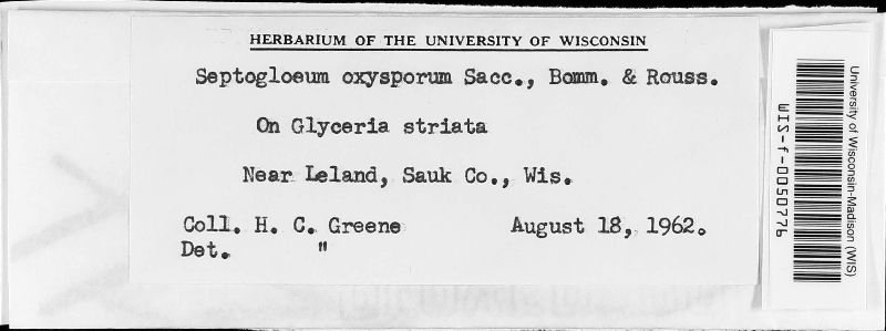 Septogloeum image