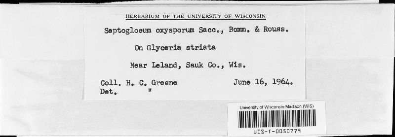 Septogloeum oxysporum image
