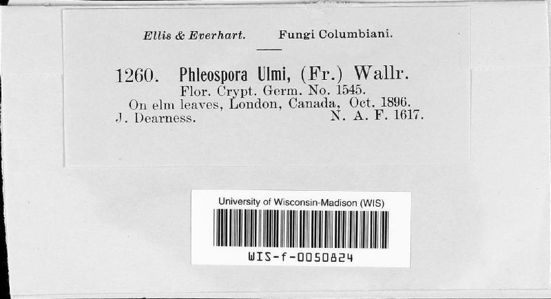 Mycosphaerella ulmi image