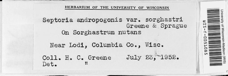 Septoria andropogonis var. sorghastri image