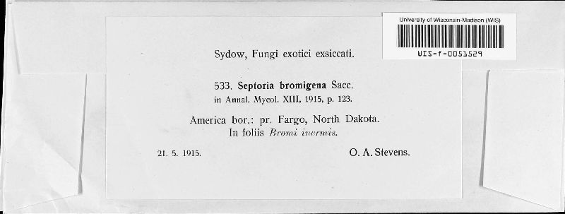 Septoria bromigena image