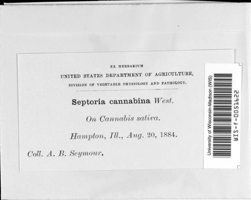 Septoria cannabina image