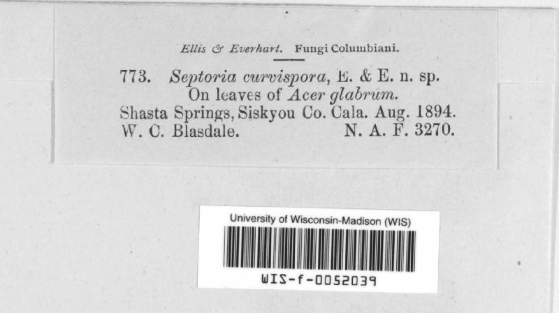 Septoria curvispora image