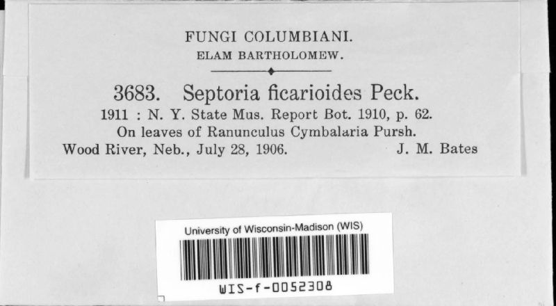 Septoria ficarioides image