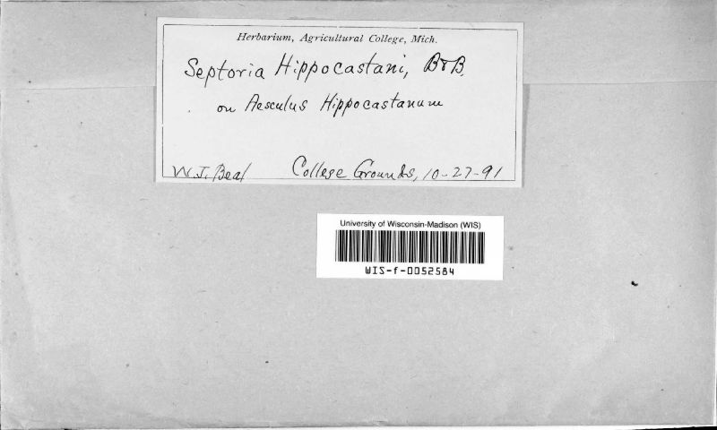 Septoria hippocastani image