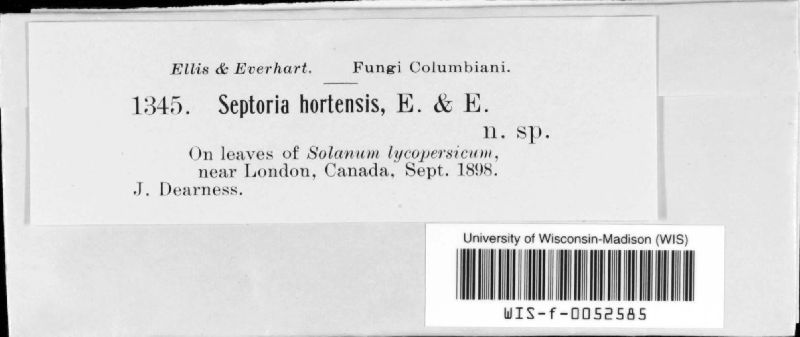 Septoria hortensis image