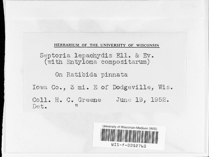 Septoria lepachidis image