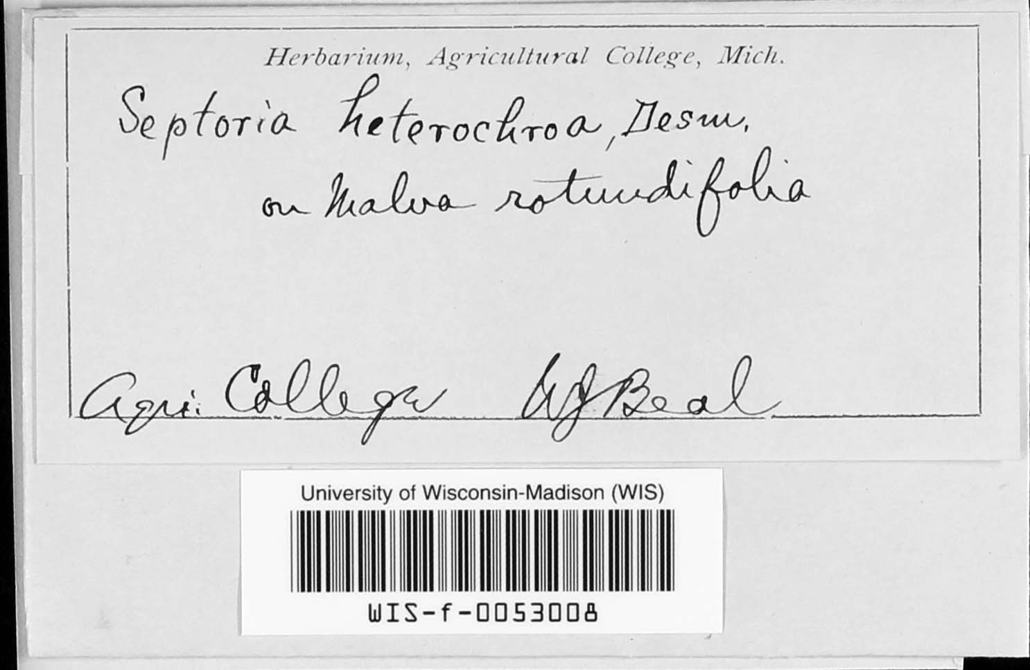 Septoria heterochroa image