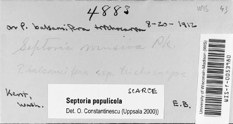 Septoria populicola image