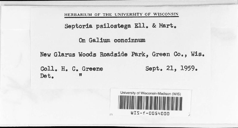 Septoria psilostega image