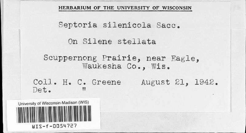 Septoria silenicola image