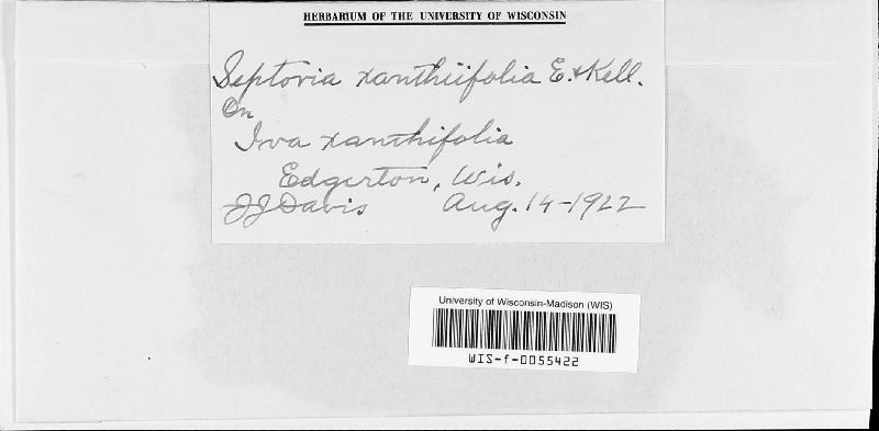 Septoria xanthiifoliae image