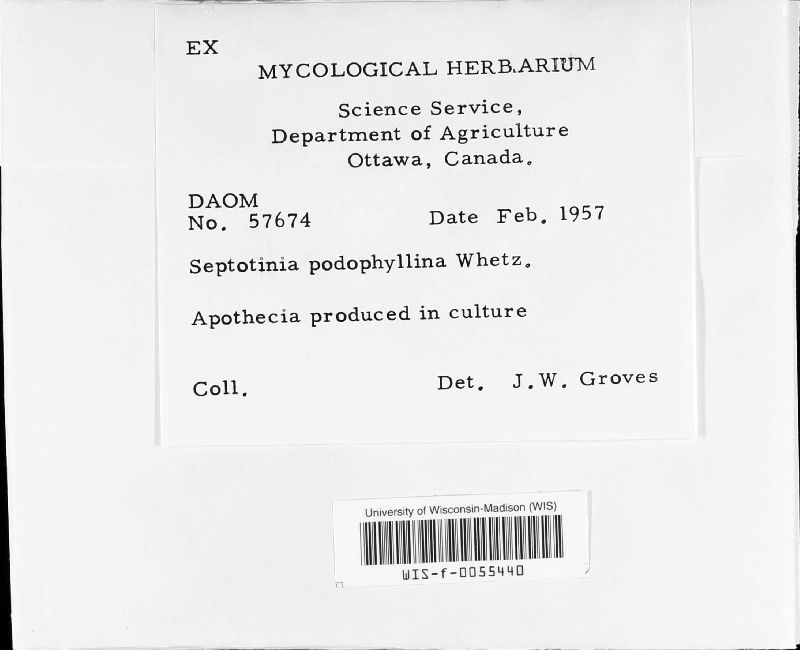 Septotinia podophyllina image