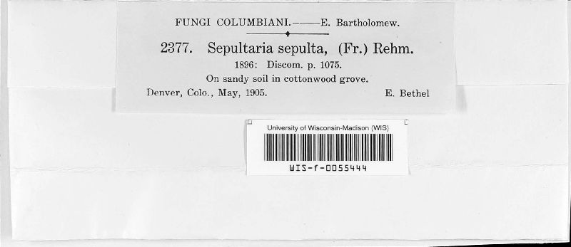 Sepultaria image