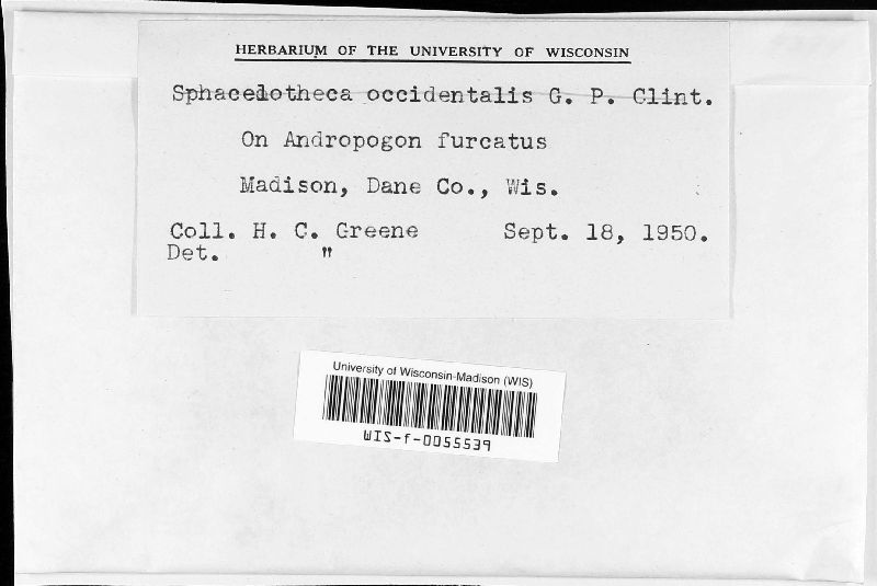 Sorosporium everhartii image