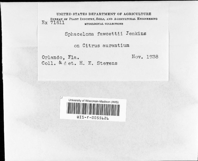 Sphaceloma fawcettii image