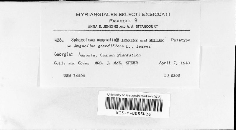 Elsinoaceae image