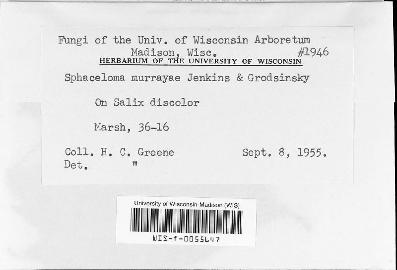 Sphaceloma image
