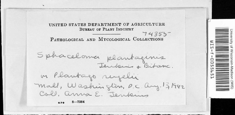 Sphaceloma plantaginis image