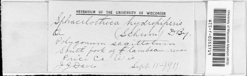 Sphacelotheca image