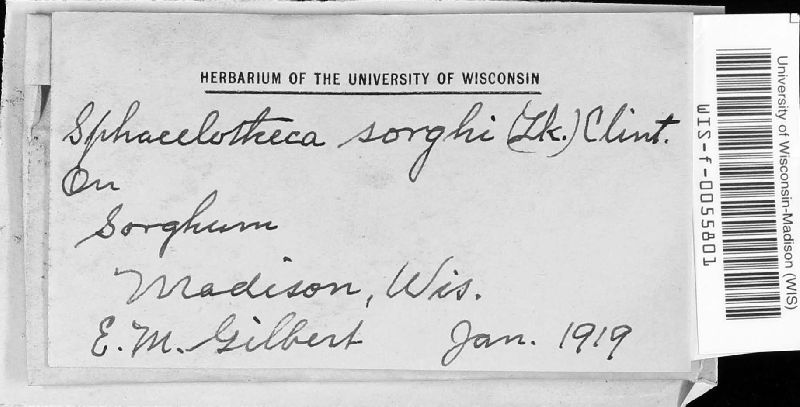 Sphacelotheca image