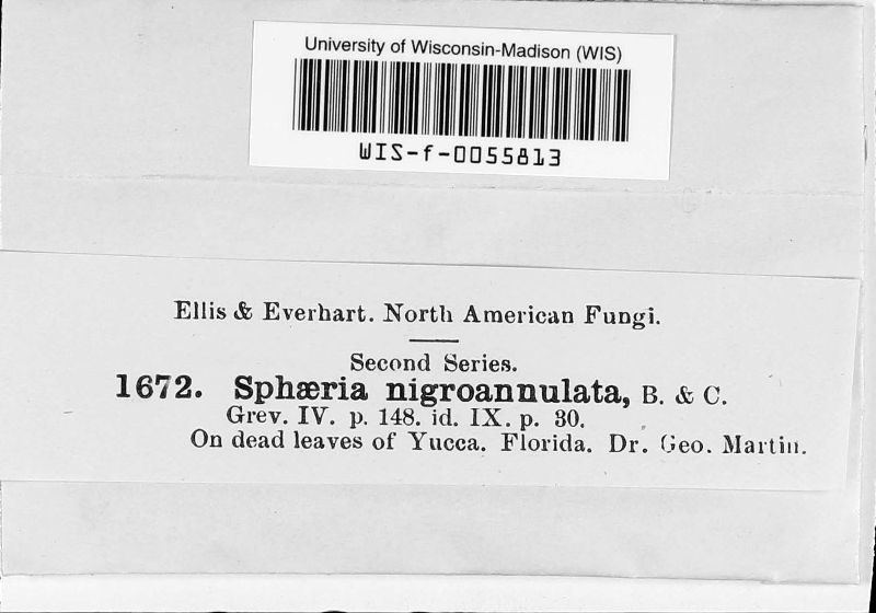 Sphaeria nigroannulata image
