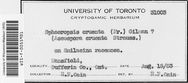 Sphaeropsis cruenta image