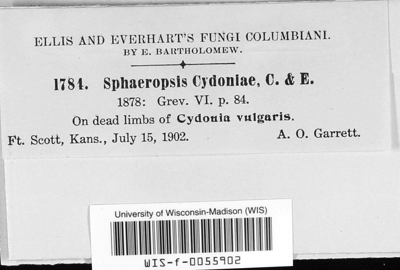 Sphaeropsis cydoniae image