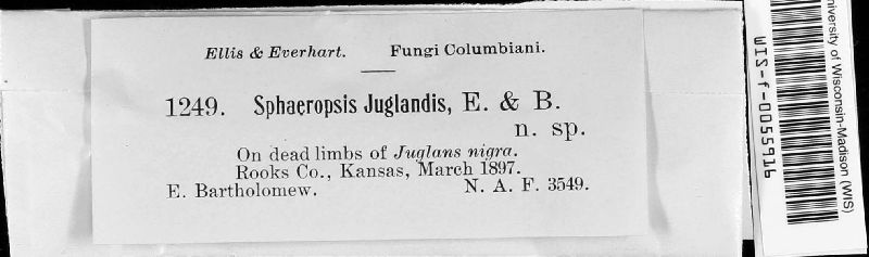 Sphaeropsis juglandis image