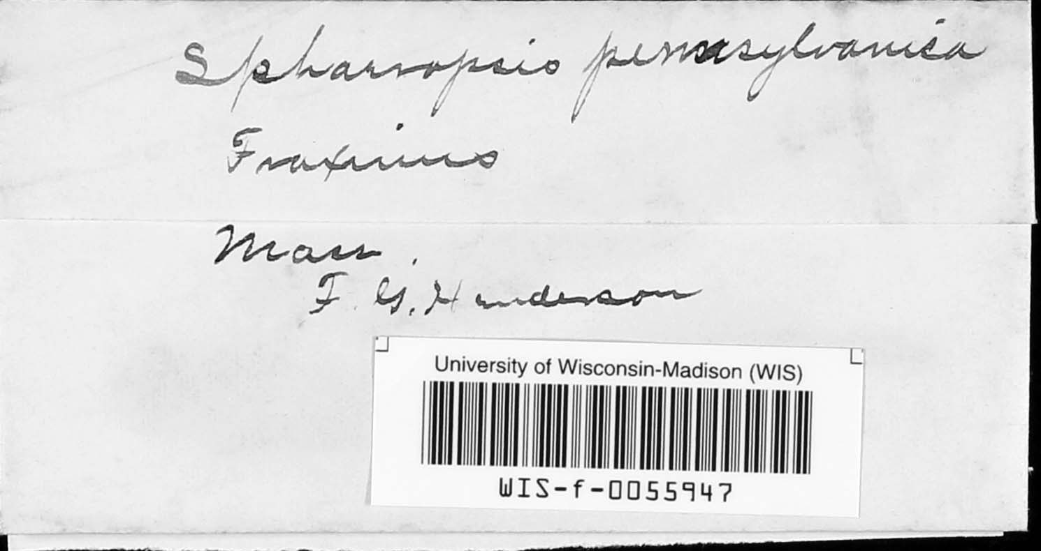 Sphaeropsis pennsylvanica image