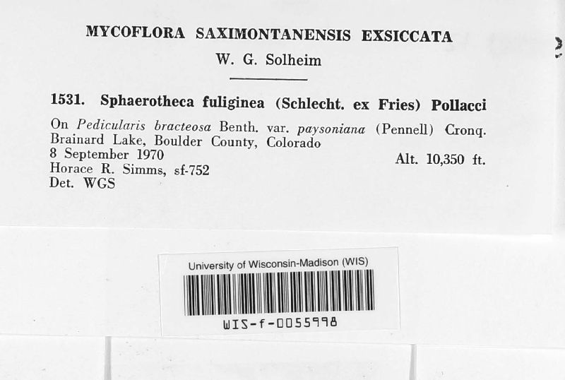 Sphaerotheca fuliginea image