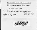 Sphaerotheca humuli image