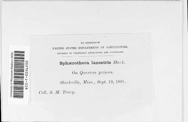Sphaerotheca lanestris image