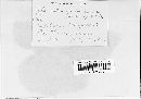 Sphaerotheca mors-uvae image