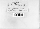 Sphaerotheca mors-uvae image