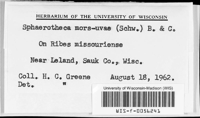 Sphaerotheca mors-uvae image
