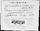 Sphaerotheca mors-uvae image