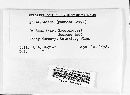 Sphaerotheca pannosa image