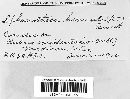 Sphaerotheca humuli image