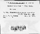 Sphaerotheca humuli image