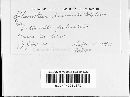 Sphaerotheca humuli image