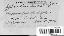 Sphaerotheca humuli image