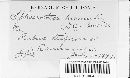 Sphaerotheca humuli image